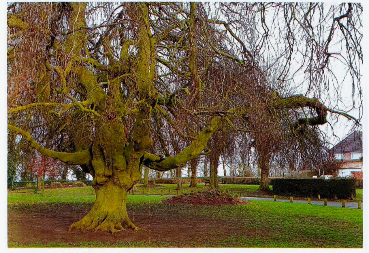 map/images/trees/002158_69ce9354c99df.jpg