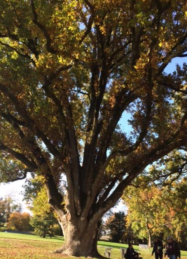 map/images/trees/002159_69ce998666946.jpg