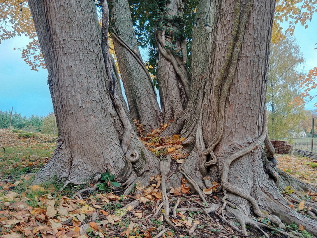 map/images/trees/002161_69d7b389e1ef6.jpg